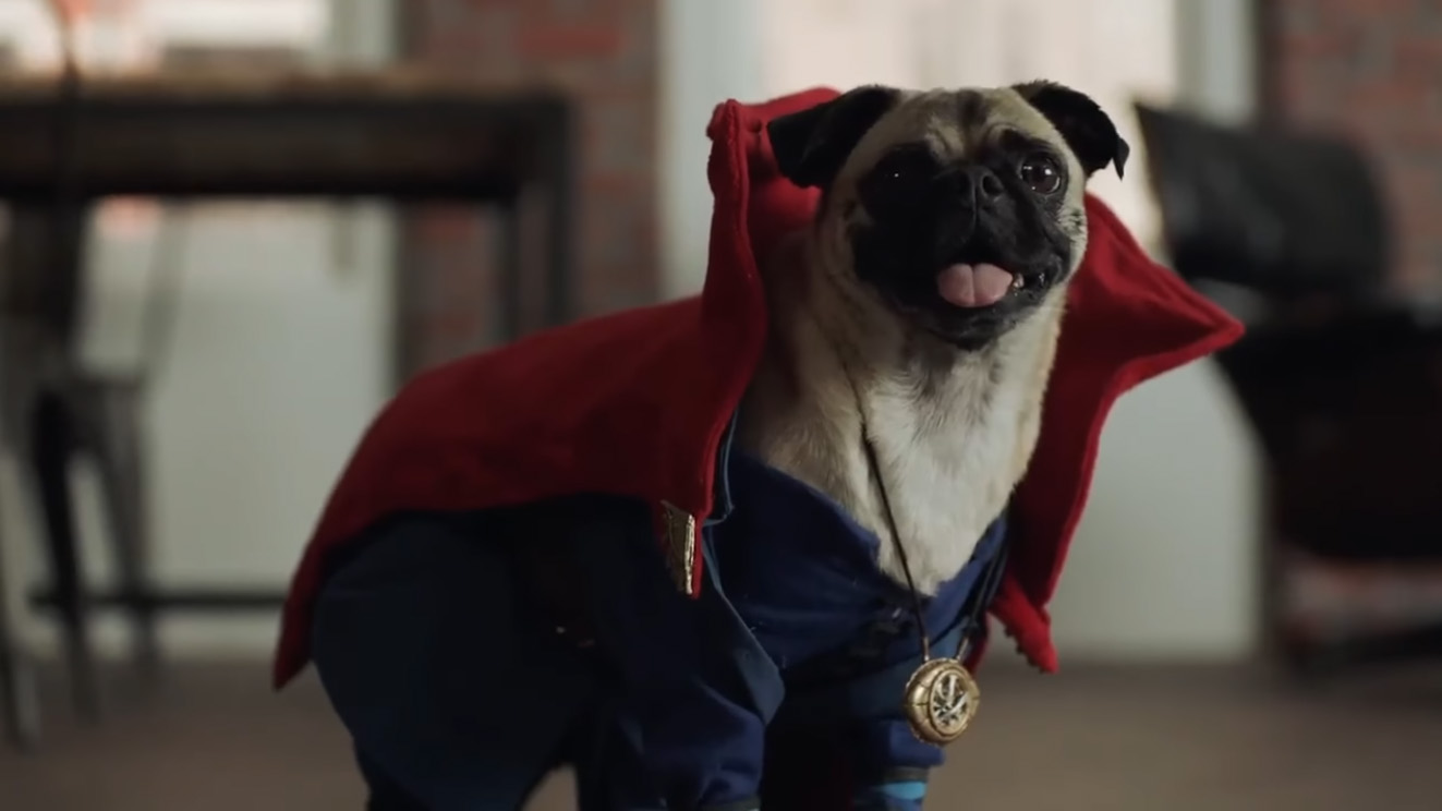 Doutor Estranho e outros heróis ganham versões caninas em novo teaser