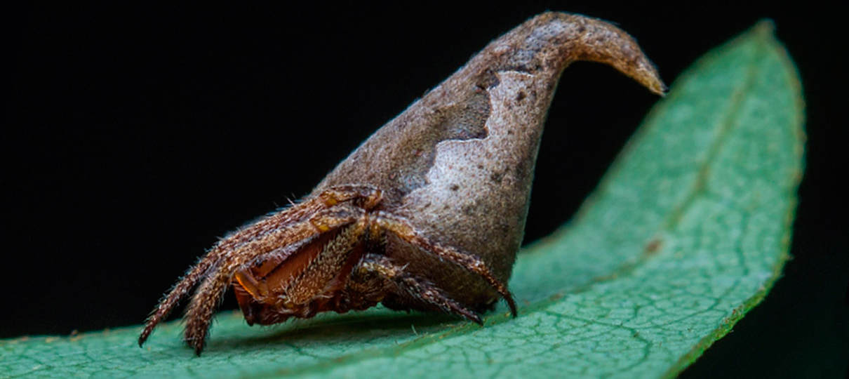 Harry Potter | Nova espécie de aranha ganha nome em homenagem à franquia