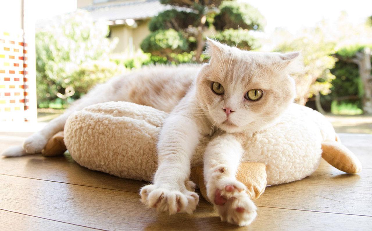 Neko Atsume | Confira o primeiro teaser do longa baseado no app sobre gatos