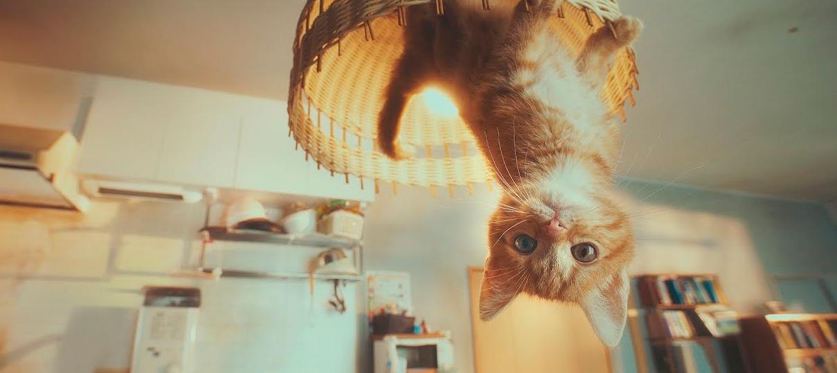 Gravity Rush 2 | Divertido vídeo live-action mostra como é ter um gato que muda gravidade