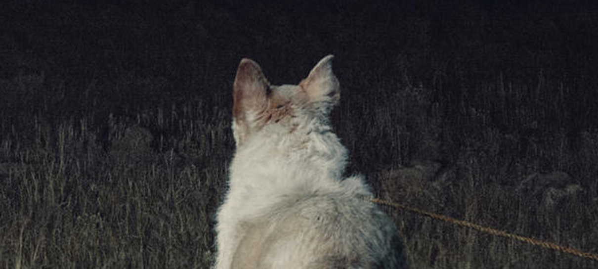It Comes At Night | Sinta o terror no primeiro trailer do filme