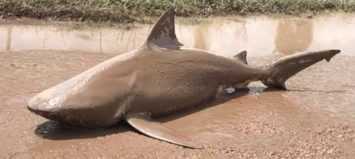 Sharknado na vida real: Tubarão é encontrado em cidade da Austrália após ciclone