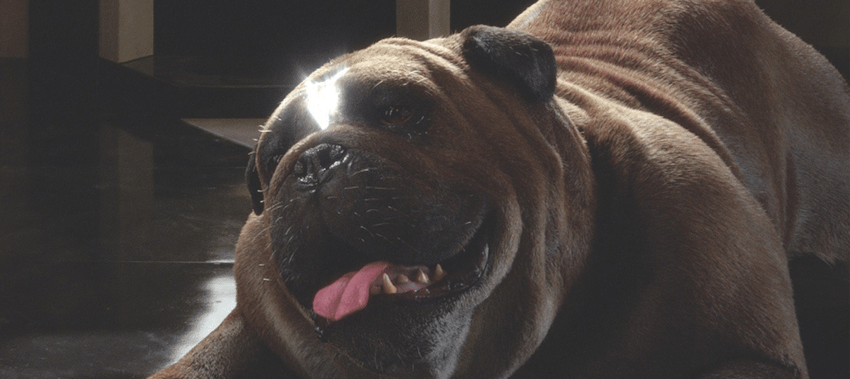 Inumanos ganha primeiro trailer com conflitos familiares; assista