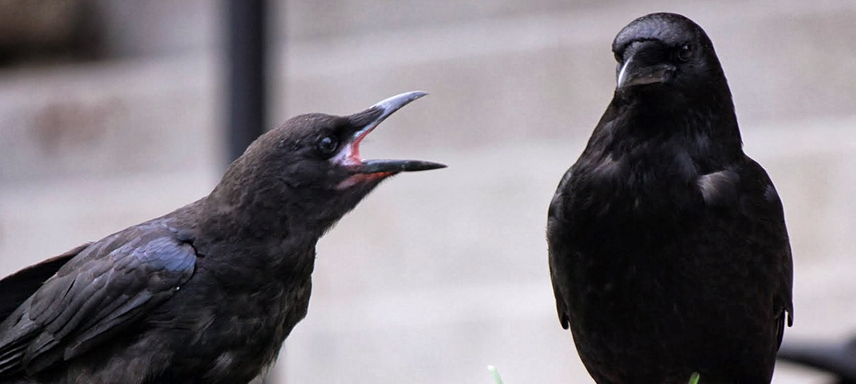 Os Pássaros | Minissérie da BBC será mais próxima do livro original