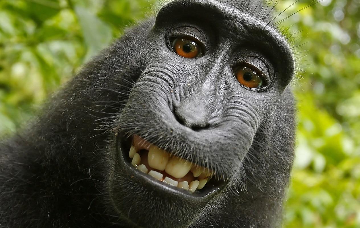 Justiça decide para quem vão os direitos autorais de selfie tirada por macaco