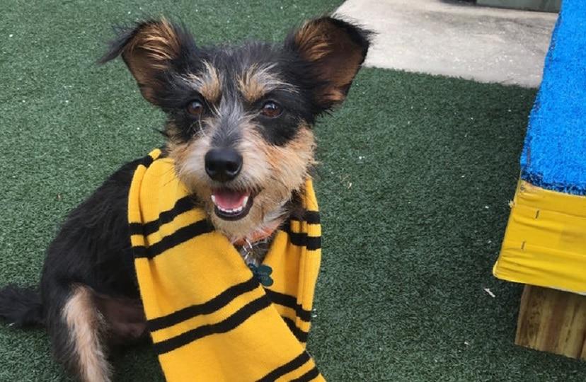 Esse abrigo de animais identifica seus cachorros de acordo com as casas de Hogwarts