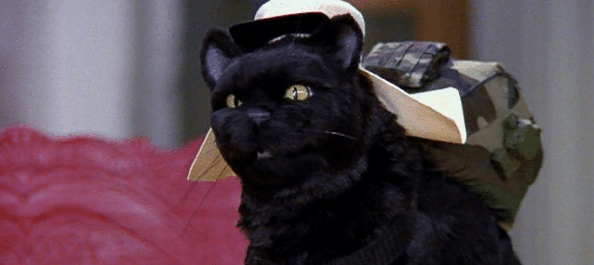 Conheça o gatinho que será Salem no reboot de Sabrina, a Aprendiz de Feiticeira