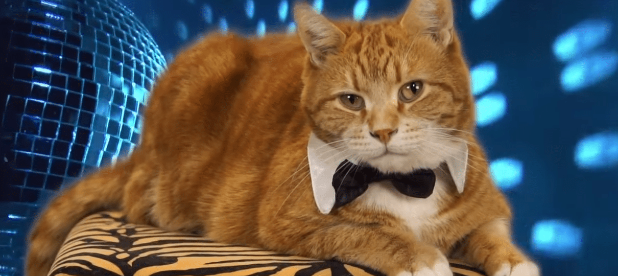 Morre Bento, o gatinho que tocava teclado em vídeos na internet