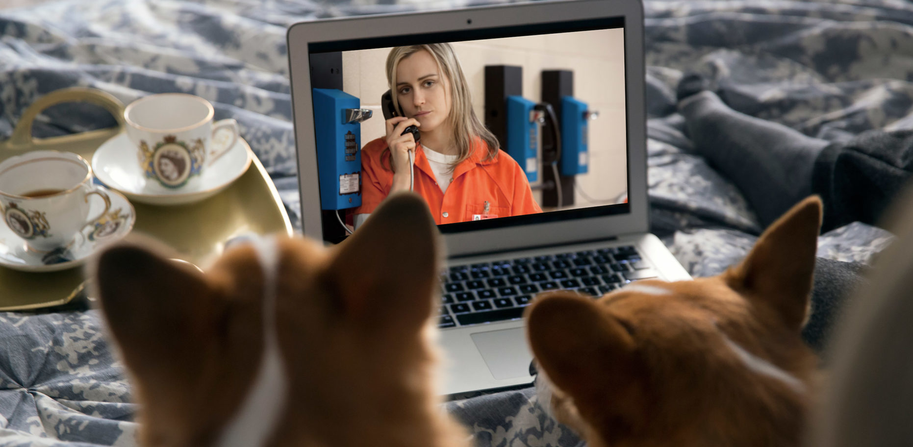 Estudo da Netflix mostra que cães e gatos são ótimos companheiros de maratonas