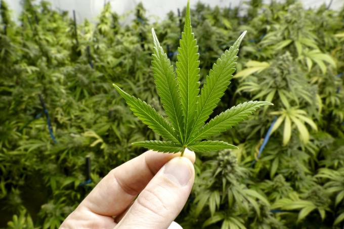 Pico da Neblina | Série vai imaginar legalização da maconha no Brasil