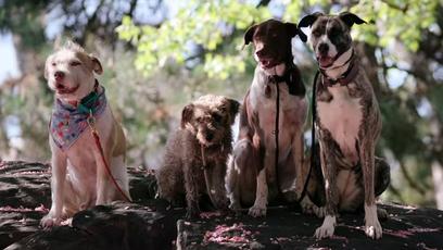 Apenas CÃES | Trailer de documentário mostra o amor incondicional dos cachorros