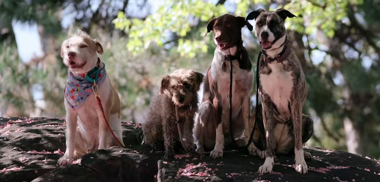 Apenas CÃES | Trailer de documentário mostra o amor incondicional dos cachorros