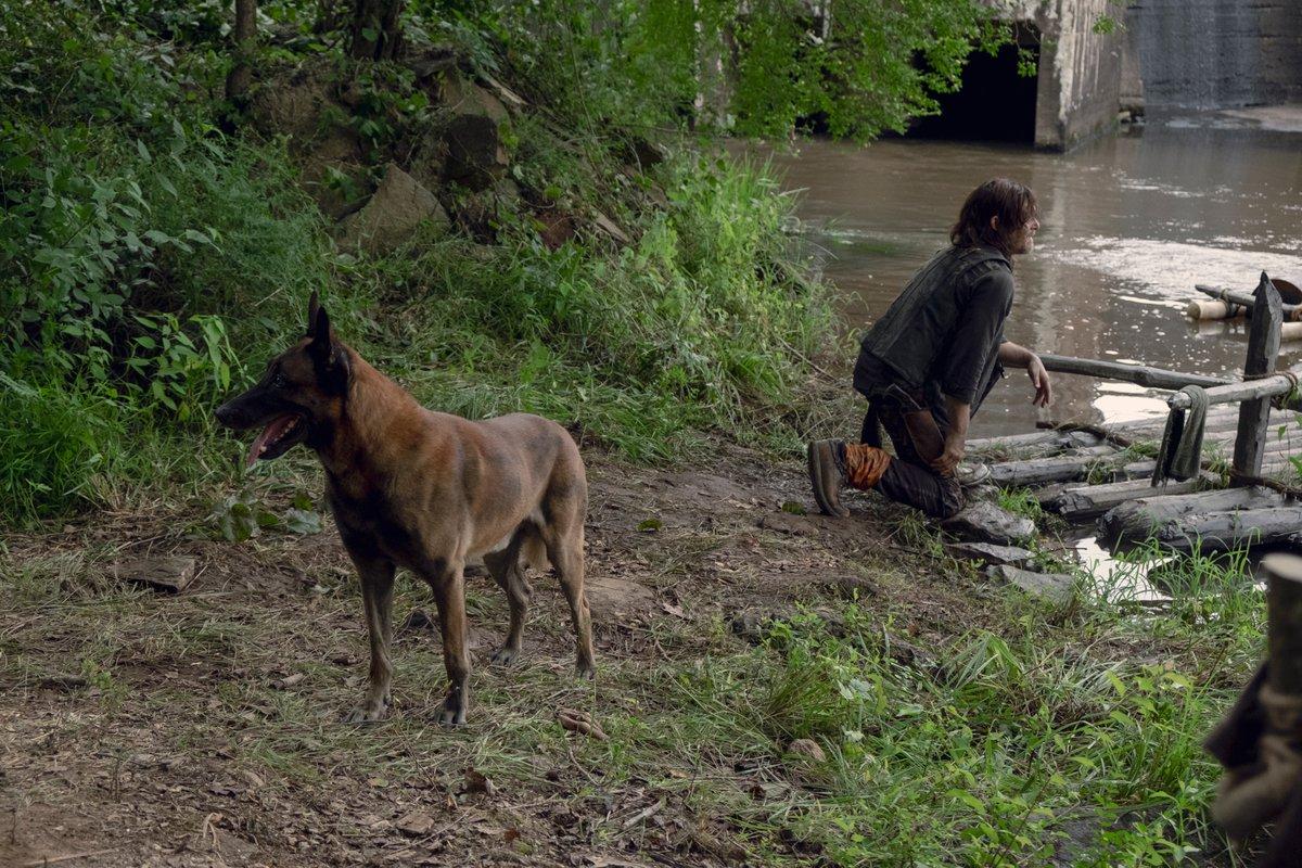 The Walking Dead | Fãs lançam petição para que cachorro de Daryl não seja morto na série