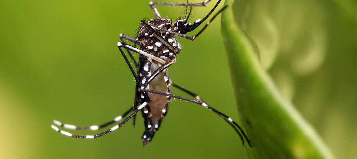 Aedes aegypti: combate ao mosquito é um dever de todos