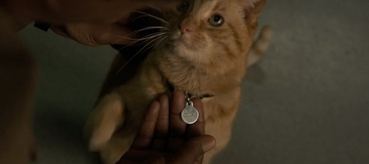 Capitã Marvel | Gato que não é gato, nome diferente das HQs e mais curiosidades do felino