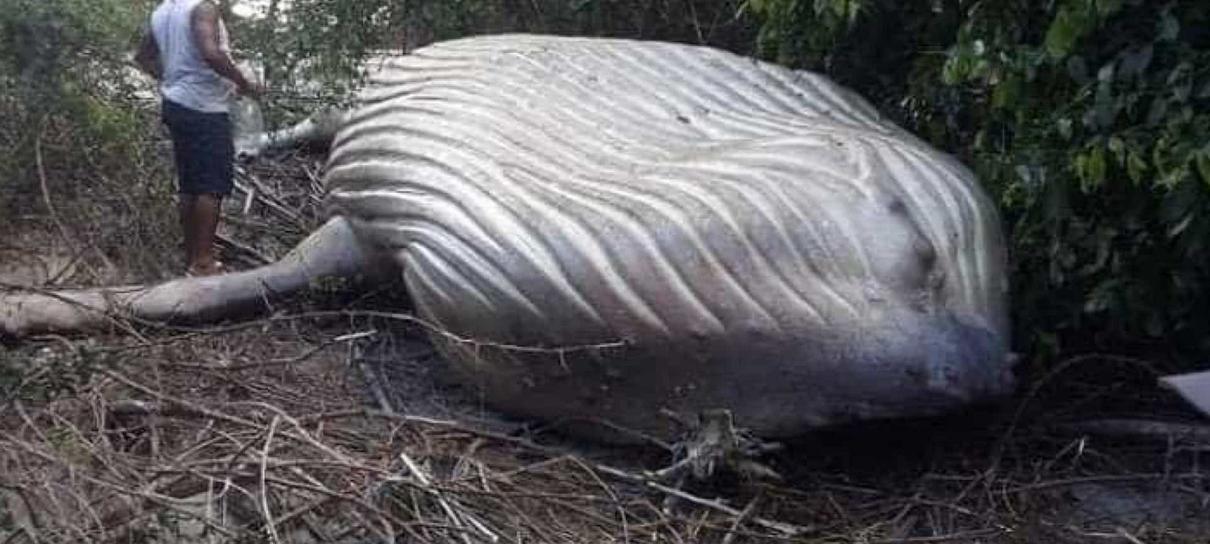 Aliens? Iniciativa Dharma? Baleia jubarte é encontrada em área de mata no Pará