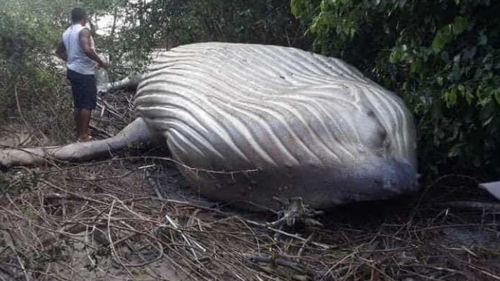 Aliens? Iniciativa Dharma? Baleia jubarte é encontrada em área de mata no Pará