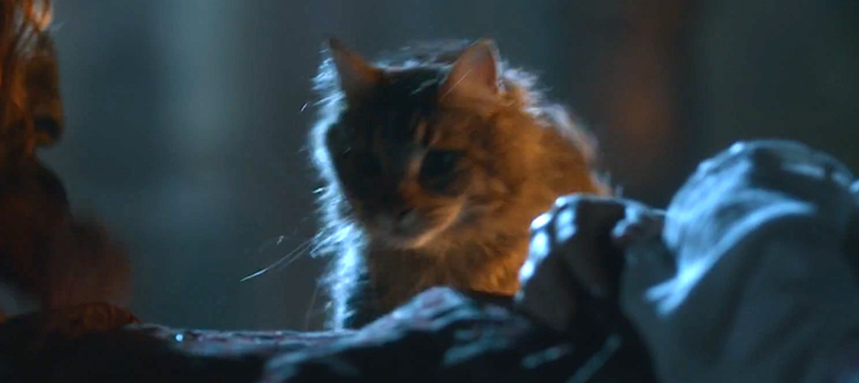 Game of Thrones | Showrunner revela que Cersei executou Ser Pounce, o gatinho de Tommen