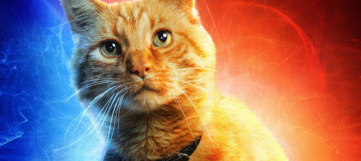 Marvel doará R$ 1 por cada foto de gatinho com a hashtag #GooseOGato