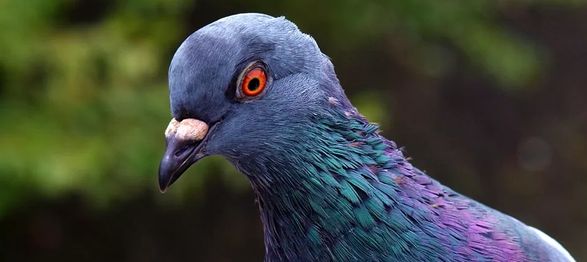 Pombo chamado Armando é vendido por um milhão de euros graças a frenesi de chineses