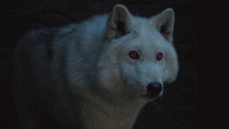Game of Thrones lobos