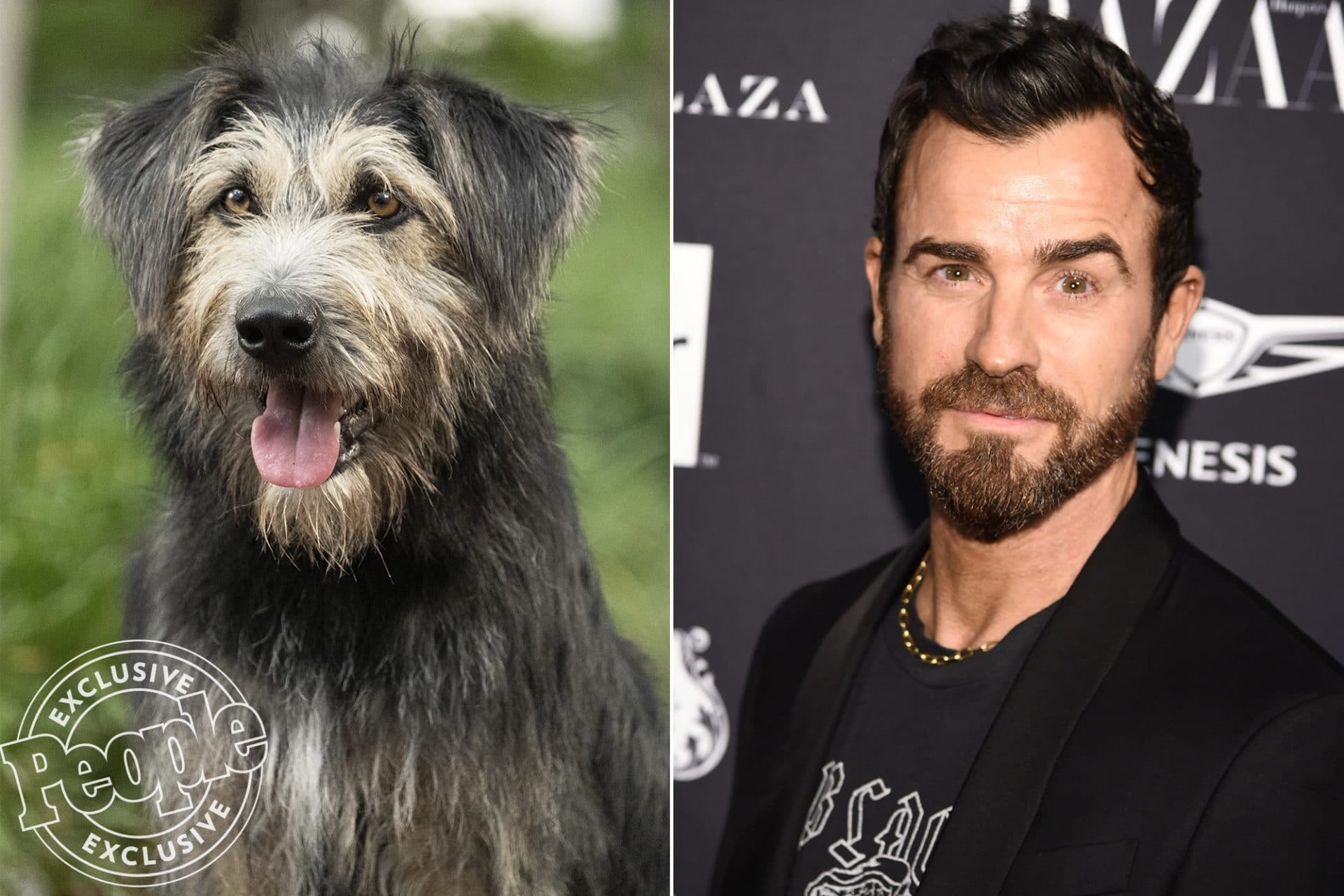 Versão live-action de A Dama e o Vagabundo, da Disney, revela elenco  canino - A Broadway é Aqui!