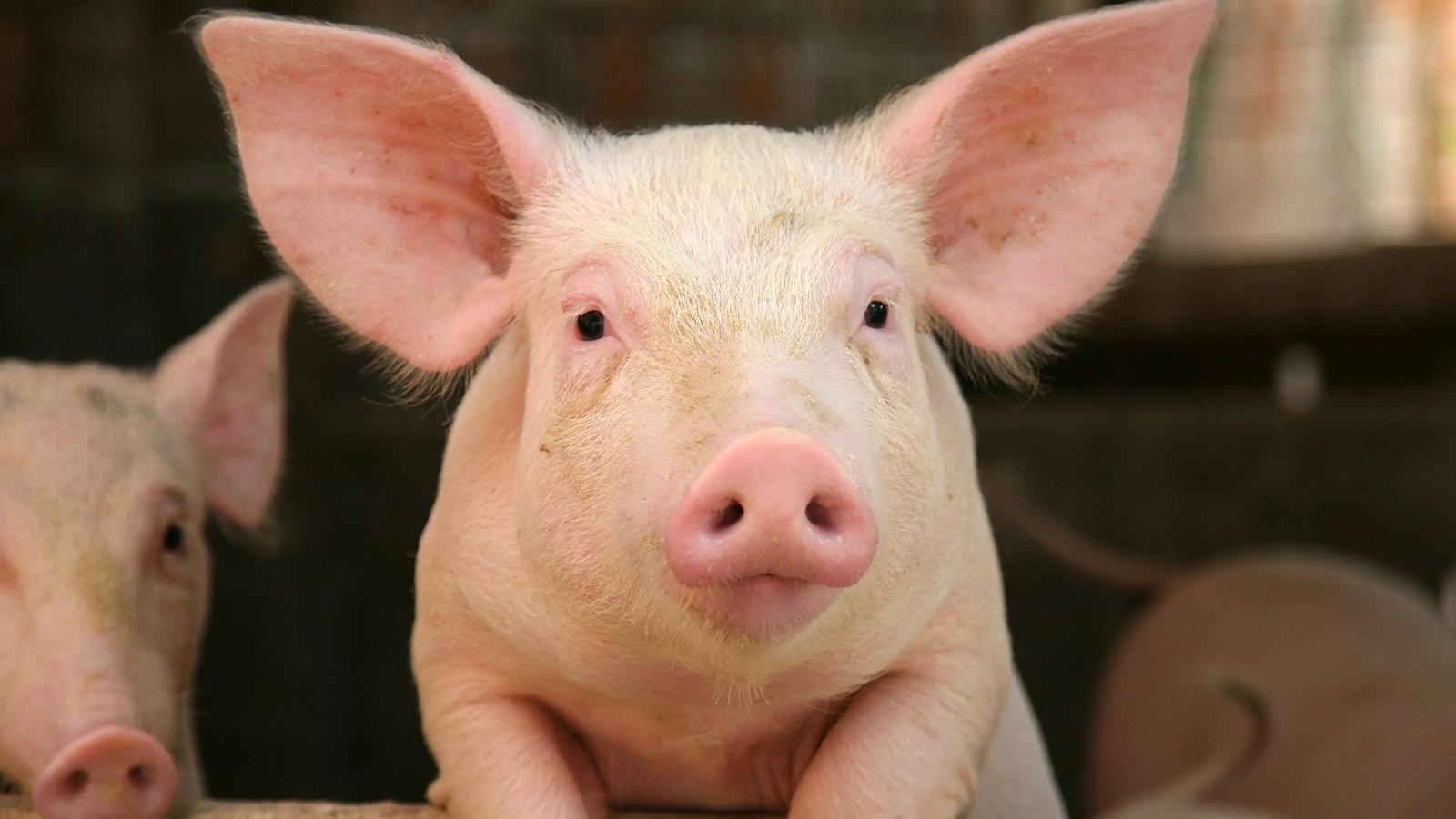 Cientistas restauram funções de cérebros de porcos horas depois da morte