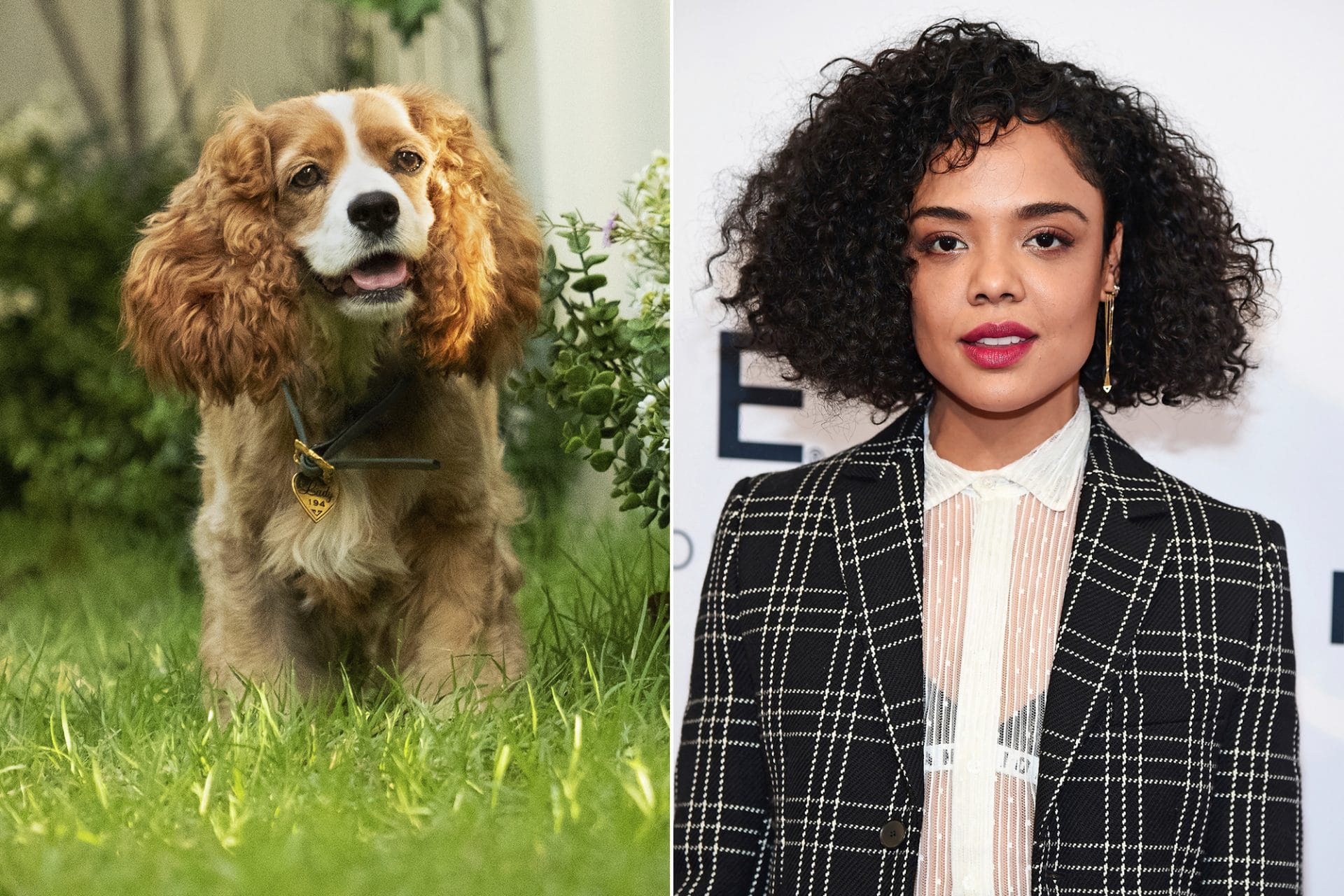 Versão live-action de A Dama e o Vagabundo, da Disney, revela elenco  canino - A Broadway é Aqui!