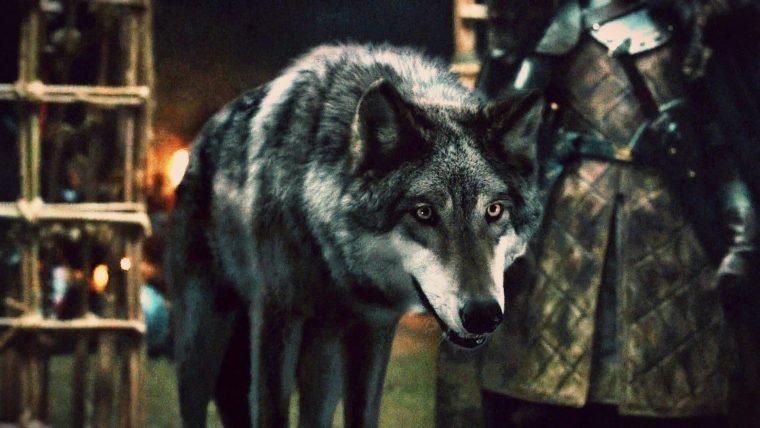 Game of Thrones lobos