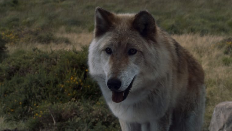 Game of Thrones lobos