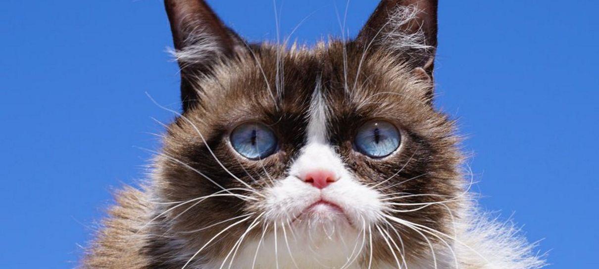 Morre Grumpy Cat, a gata rabugenta mais famosa da internet