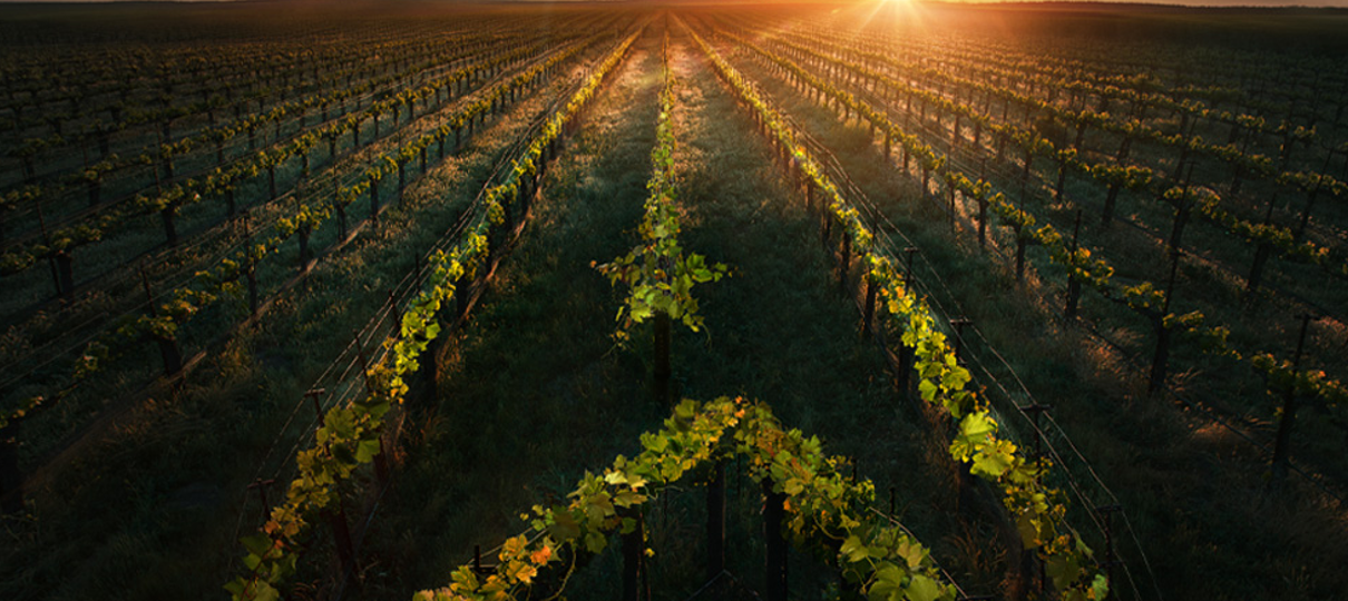 Star Trek: Picard ganha primeiro cartaz destacando símbolo da frota estelar