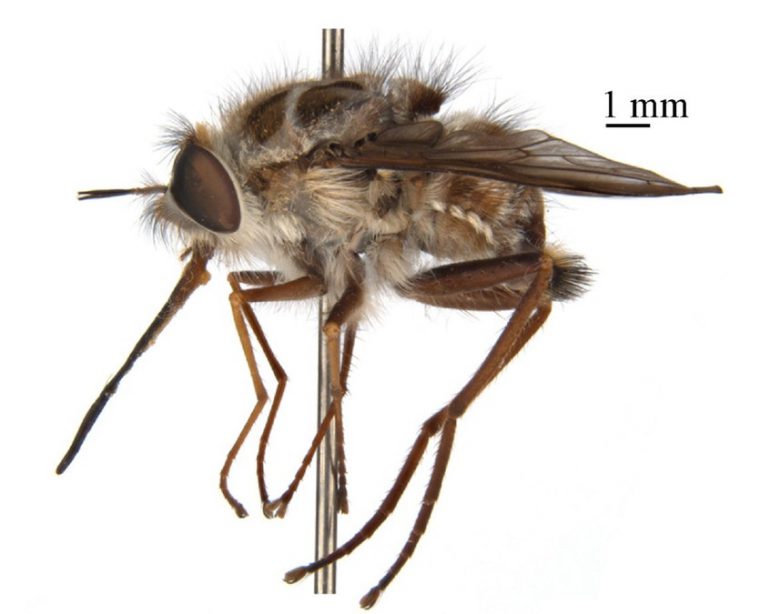 rei da noite mosca