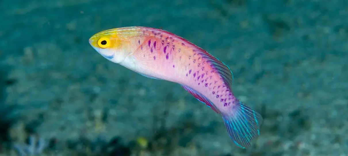 Biólogos nomeiam nova espécie de peixe em homenagem a Wakanda