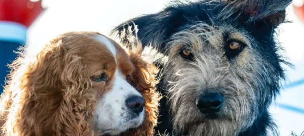 Filme live action de 'A Dama e o Vagabundo' tem elenco com cachorros  resgatados