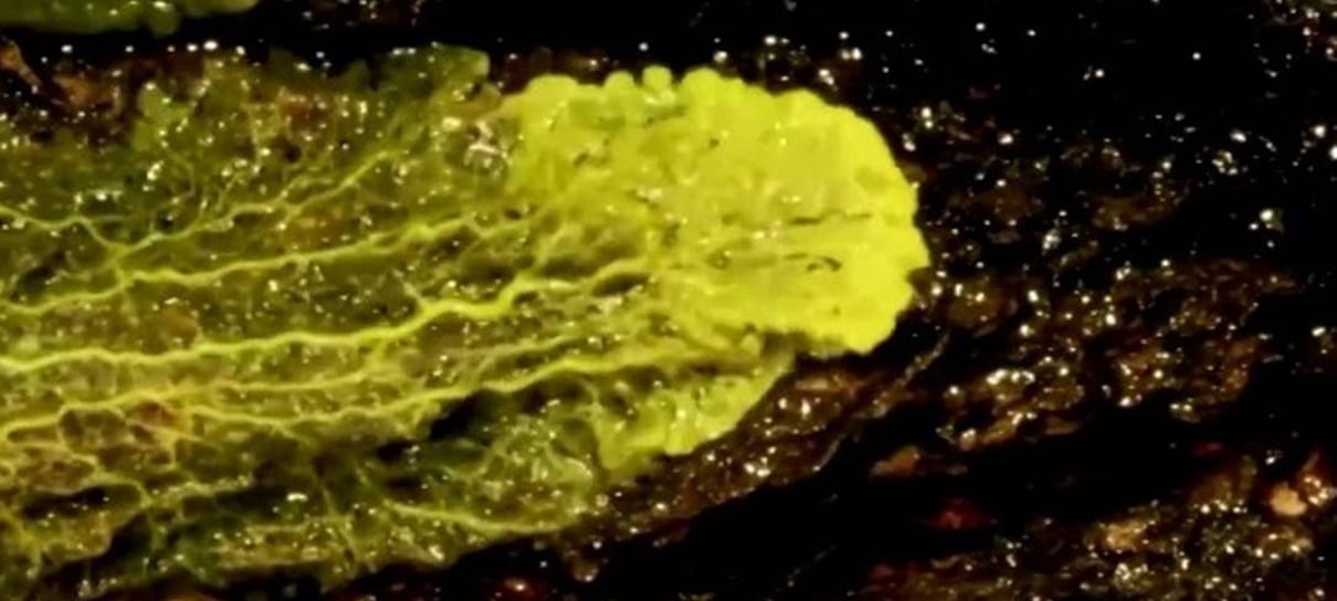 Zoológico de Paris exibe criatura unicelular e sem cérebro que se cura em 2 minutos