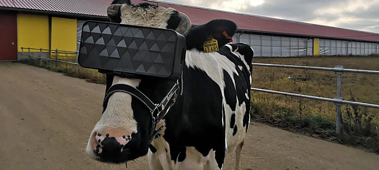 Fazenda russa está equipando vacas com óculos de realidade virtual