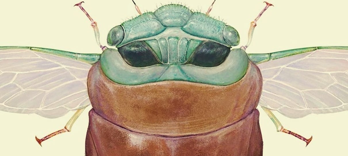 Star Wars | E se o Baby Yoda fosse um inseto?