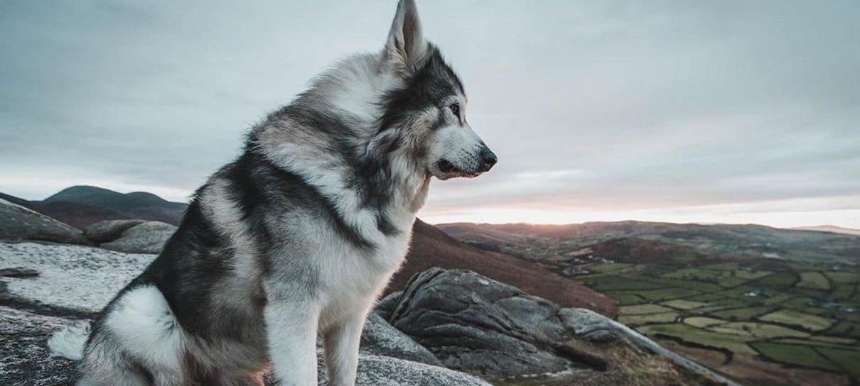 Game of Thrones | Morre o cachorro que interpretou Summer