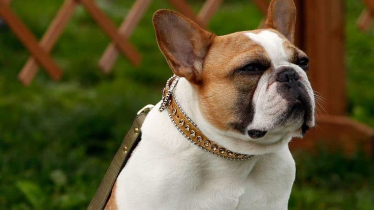 Modern Family | Morre Buldogue que interpretou a cachorrinha Stella