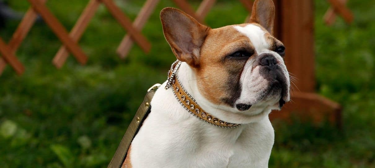 Modern Family | Morre Buldogue que interpretou a cachorrinha Stella