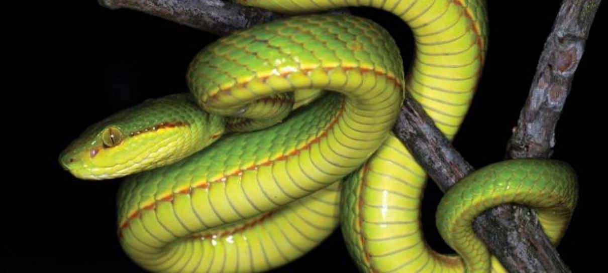 Pesquisadores descobrem nova cobra e dão nome em homenagem a Harry Potter
