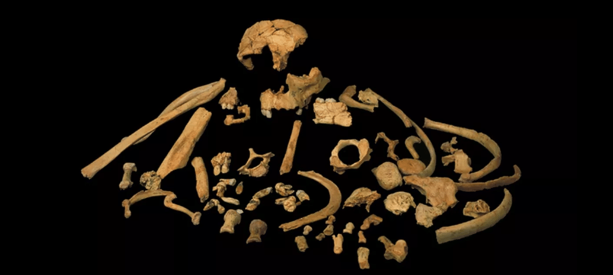 Fóssil de 800 mil anos apresenta semelhanças com Homo sapiens