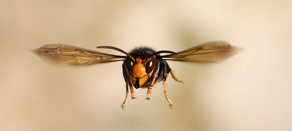 Vespas assassinas com mais de 5 cm são vistas pela primeira vez nos EUA