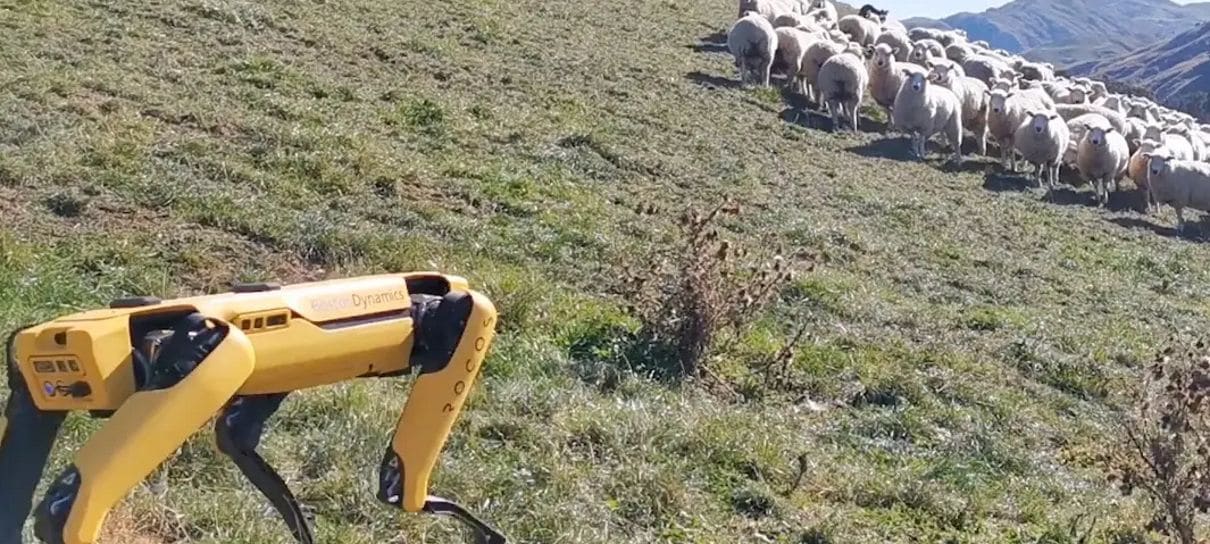 Robô da Boston Dynamics está sendo usado para pastorear ovelhas