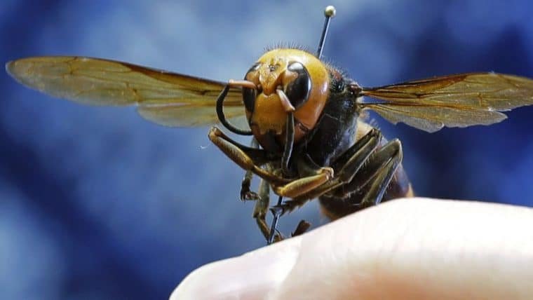 Afinal, qual o perigo real que as vespas assassinas representam?