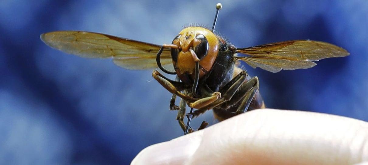 Afinal, qual o perigo real que as vespas assassinas representam?