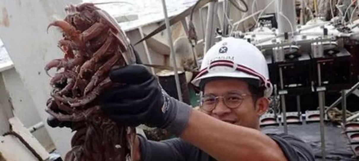 Pesquisadores descobrem barata gigante no mar da Indonésia