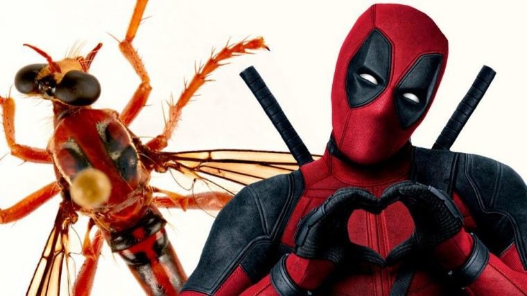 Cientistas australianos nomeiam novos insetos homenageando Stan Lee e Marvel