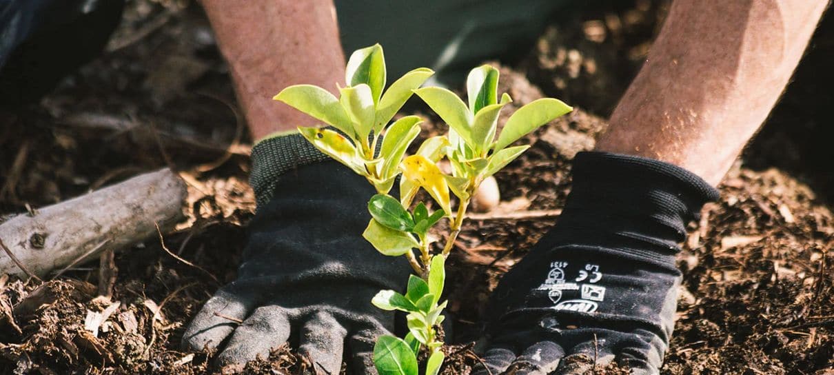 Nova Zelândia vai plantar uma árvore para cada decepção de 2020 na "Floresta da Esperança"